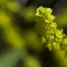 Fotografia 5 da espécie Cruciata laevipes do Jardim Botânico UTAD