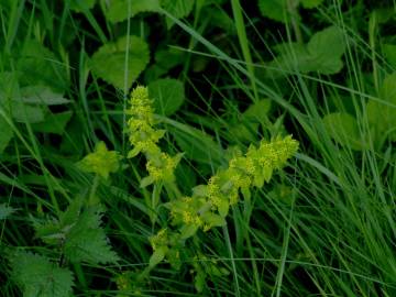 Fotografia da espécie Cruciata laevipes