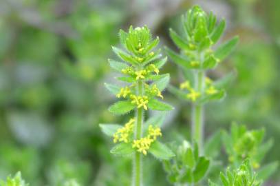 Fotografia da espécie Cruciata laevipes