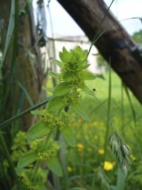 Fotografia da espécie Cruciata laevipes