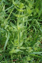 Fotografia da espécie Cruciata laevipes