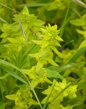 Fotografia 14 da espécie Cruciata laevipes no Jardim Botânico UTAD