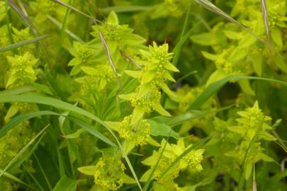 Fotografia da espécie Cruciata laevipes