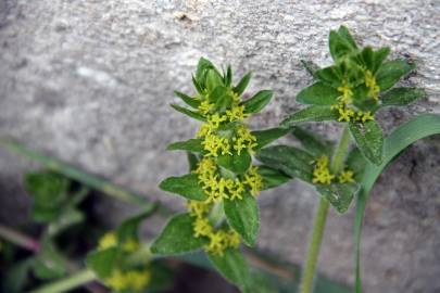 Fotografia da espécie Cruciata laevipes