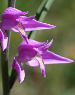 Fotografia 1 da espécie Cephalanthera rubra no Jardim Botânico UTAD