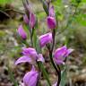 Fotografia 5 da espécie Cephalanthera rubra do Jardim Botânico UTAD