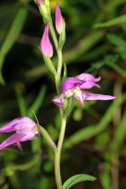 Fotografia da espécie Cephalanthera rubra