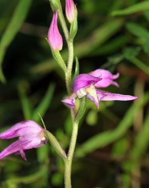 Fotografia 6 da espécie Cephalanthera rubra no Jardim Botânico UTAD