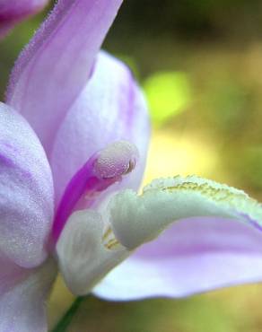 Fotografia 7 da espécie Cephalanthera rubra no Jardim Botânico UTAD