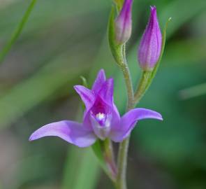 Fotografia da espécie Cephalanthera rubra