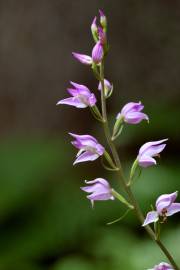 Fotografia da espécie Cephalanthera rubra