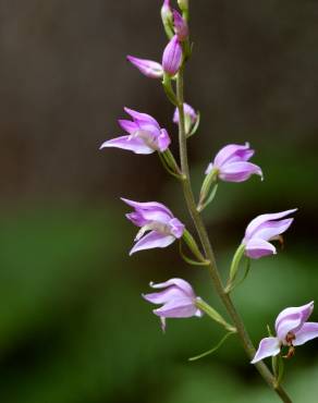 Fotografia 9 da espécie Cephalanthera rubra no Jardim Botânico UTAD