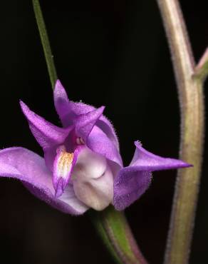 Fotografia 10 da espécie Cephalanthera rubra no Jardim Botânico UTAD