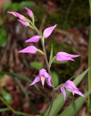 Fotografia 11 da espécie Cephalanthera rubra no Jardim Botânico UTAD