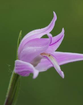 Fotografia 12 da espécie Cephalanthera rubra no Jardim Botânico UTAD