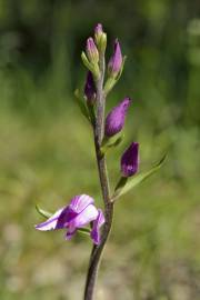 Fotografia da espécie Cephalanthera rubra