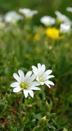 Fotografia da espécie Cerastium tomentosum