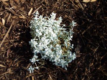 Fotografia da espécie Cerastium tomentosum