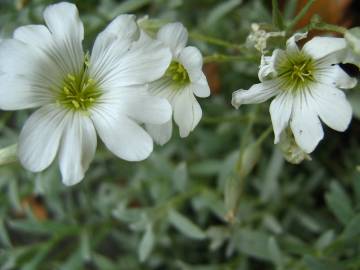 Fotografia da espécie Cerastium tomentosum