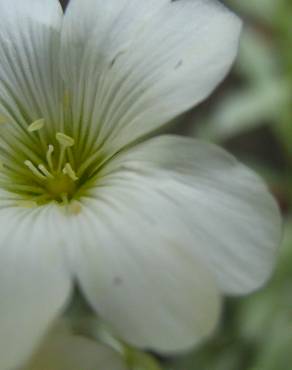 Fotografia 8 da espécie Cerastium tomentosum no Jardim Botânico UTAD