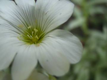 Fotografia da espécie Cerastium tomentosum