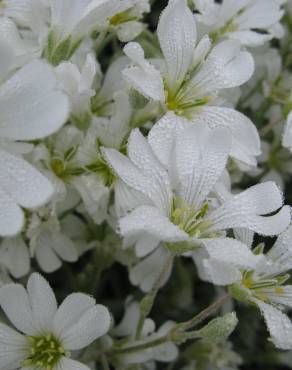 Fotografia 9 da espécie Cerastium tomentosum no Jardim Botânico UTAD