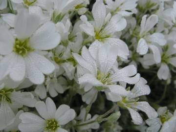 Fotografia da espécie Cerastium tomentosum