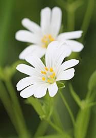 Fotografia da espécie Cerastium tomentosum