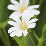 Fotografia 10 da espécie Cerastium tomentosum do Jardim Botânico UTAD