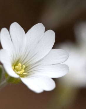 Fotografia 11 da espécie Cerastium tomentosum no Jardim Botânico UTAD