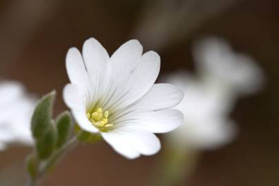 Fotografia da espécie Cerastium tomentosum