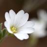 Fotografia 11 da espécie Cerastium tomentosum do Jardim Botânico UTAD