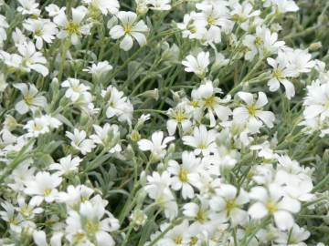 Fotografia da espécie Cerastium tomentosum