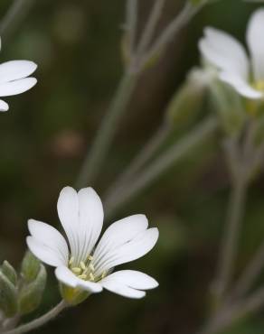 Fotografia 13 da espécie Cerastium tomentosum no Jardim Botânico UTAD