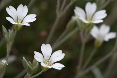 Fotografia da espécie Cerastium tomentosum