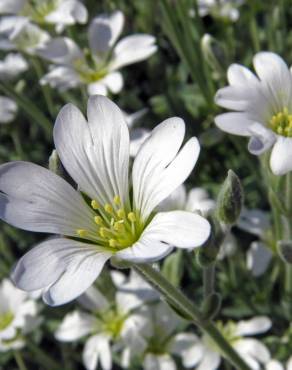 Fotografia 14 da espécie Cerastium tomentosum no Jardim Botânico UTAD