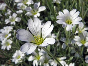 Fotografia da espécie Cerastium tomentosum