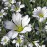 Fotografia 14 da espécie Cerastium tomentosum do Jardim Botânico UTAD