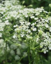 Fotografia da espécie Chaerophyllum temulum