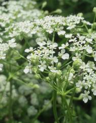 Chaerophyllum temulum