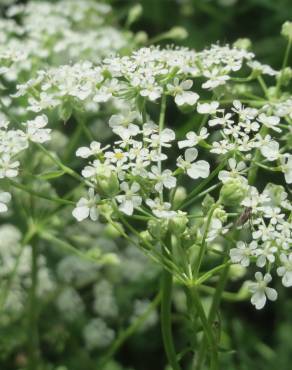 Fotografia 1 da espécie Chaerophyllum temulum no Jardim Botânico UTAD