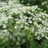 Fotografia 1 da espécie Chaerophyllum temulum do Jardim Botânico UTAD