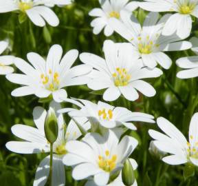 Fotografia da espécie Cerastium tomentosum