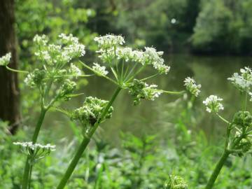 Fotografia da espécie Chaerophyllum temulum