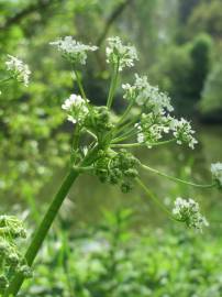 Fotografia da espécie Chaerophyllum temulum