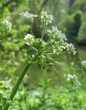 Fotografia 3 da espécie Chaerophyllum temulum no Jardim Botânico UTAD