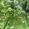 Fotografia 3 da espécie Chaerophyllum temulum do Jardim Botânico UTAD