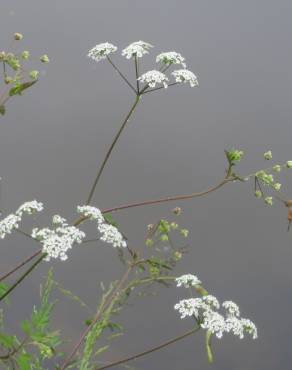 Fotografia 4 da espécie Chaerophyllum temulum no Jardim Botânico UTAD