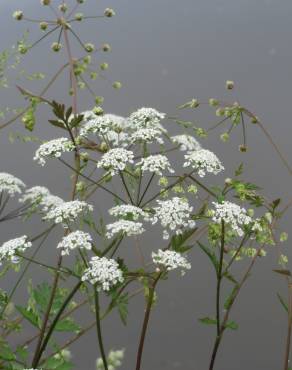 Fotografia 5 da espécie Chaerophyllum temulum no Jardim Botânico UTAD