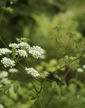 Fotografia 6 da espécie Chaerophyllum temulum no Jardim Botânico UTAD